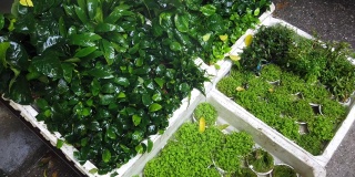 越南海防市恒市场出售植物水族