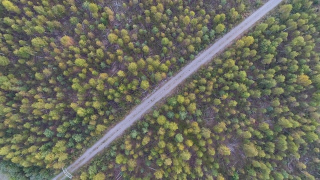 森林中公路的鸟瞰图