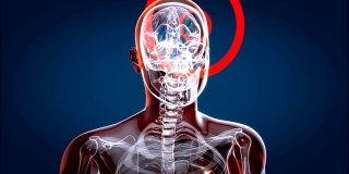 人体和大脑x光，人体解剖学，3D动画