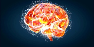 大脑x射线，人体解剖学，3D动画神经元