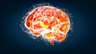 大脑x射线，人体解剖学，3D动画神经元视频素材模板下载