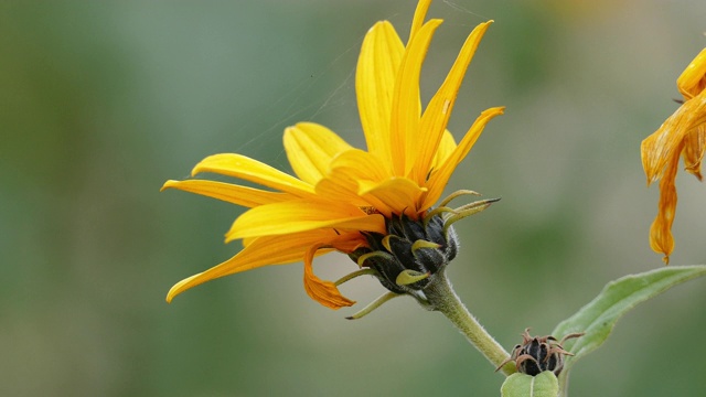 菊芋的花(Helianthus tuberosus