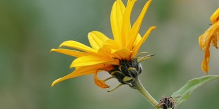 菊芋的花(Helianthus tuberosus