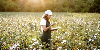 棉花采摘的季节。在棉花田里，一个年轻的妇女在金色的夕阳下评估着收获前的作物。