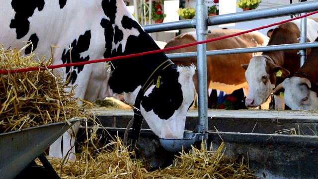 棕色和白色的奶牛和黑色和白色的奶牛在牲口棚里饮水和吃草