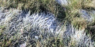 草地上结霜