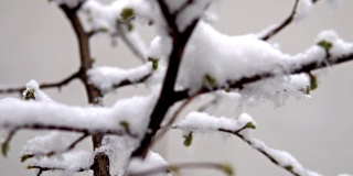 雪在树上的电影镜头与蓓蕾和鲜花盛开的树枝:春天的雪落在树上