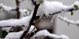 梨花在春雪下绽放。电影背景模糊