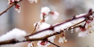 春雪含苞待放的日本杏树——梅李