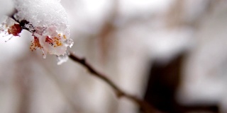 一种罕见的现象。在春天雪。白雪覆盖着的开花苹果树的树枝。雪的花。气候变化