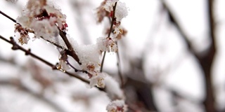 反常的天气潮湿的雪在樱桃树开花，电影的dof