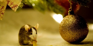 微距镜头:一只灰色的小老鼠坐在圣诞树下的装饰品中间吃奶酪。
