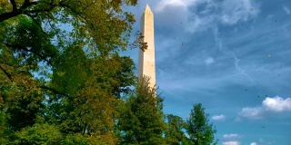 华盛顿纪念碑的落叶4k