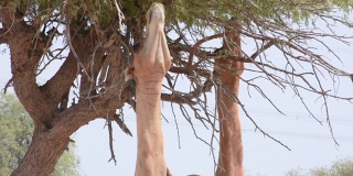 在阿拉伯联合酋长国(UAE)的沙漠沙丘上，一只单峰骆驼(一对单峰骆驼)在吃树。