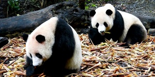 两只大熊猫在吃东西