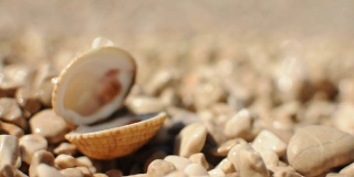 在阳光明媚的日子里，在卵石滩上开放的贝壳。