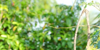 一只蜻蜓栖息在树枝上