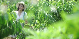 一名亚洲女性游客在一个阳光明媚的日子里采摘红浆果咖啡豆。