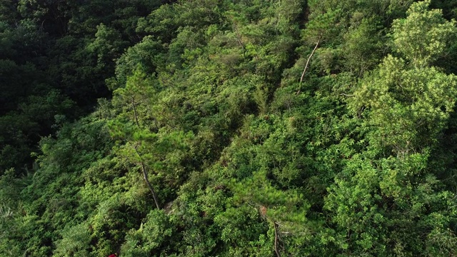 一位超级马拉松选手在热带雨林的山坡上奔跑的鸟瞰图，4k