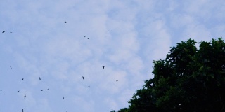 4K鸟群在大自然中飞翔