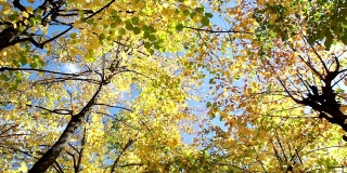 秋天的树叶在树上。