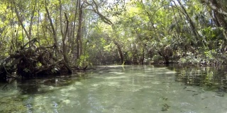 缓慢的旅行，蜿蜒清澈的小溪与沙底，通过热带森林