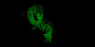 黑暗洞穴里的夜视狮和母狮