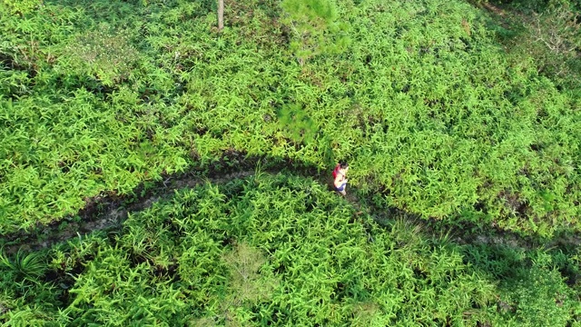 一位超级马拉松选手在热带雨林的山坡上奔跑的鸟瞰图，4k