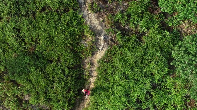 一位超级马拉松选手在热带雨林的山坡上奔跑的鸟瞰图，4k