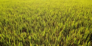 美丽的日本稻穗