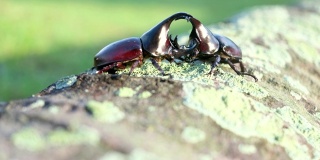 雄性犀牛甲虫在繁殖季节的战斗行动