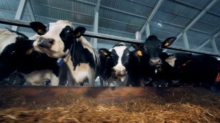 牛在牛棚里吃草视频素材模板下载