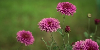 大自然。夏日草地上，风浪卷起紫色的菊花。花的背景