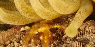 作为在库拉索岛附近的加勒比海珊瑚礁的一部分的依附蟹的特写