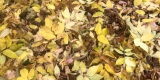秋天的场景。黄色的地面和秋天公园的树叶。秋天色彩斑斓的公园。