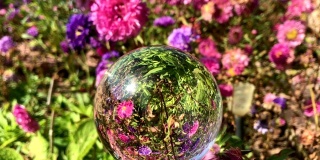 女性手握魔法水晶球越过美丽的自然景观紫菀花田，领略秋日旅游的概念