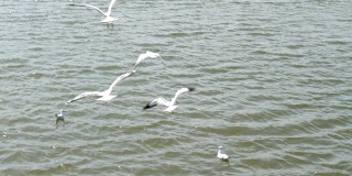 湖上的野鸟