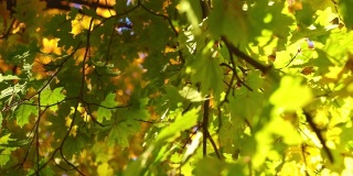 明亮的阳光明媚的秋天景观与深黄色的枫叶