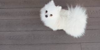 可爱的白色毛茸茸的小狗。从上方拍摄