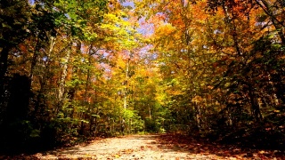 秋天，加拿大安大略省的乡间小路两旁是枫树视频素材模板下载