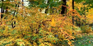 黄色的秋叶在一个阳光明媚的日子落了下来