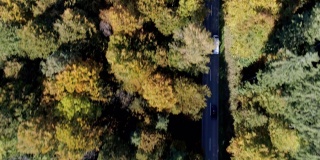 秋天里，货车在森林路上行驶