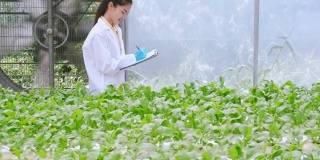 4k慢手持式亚洲女性水培专家研究温室背景生菜根系结构