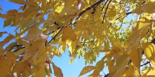 秋天充满活力的彩色树叶在风中吹拂在西科罗拉多视频