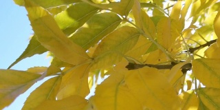秋天充满活力的彩色树叶在风中吹拂在西科罗拉多视频