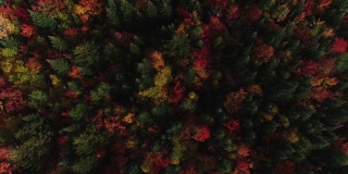新英格兰秋季树叶无人机4K