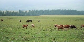 新疆草原上放牧的绵羊和马