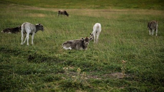 新疆草原上的幼牛视频素材模板下载