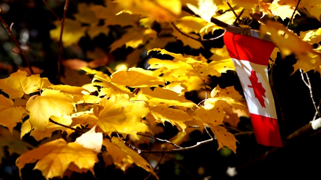 在风中飘扬的加拿大国旗