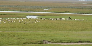 一群羊在中国新疆的草原上吃草